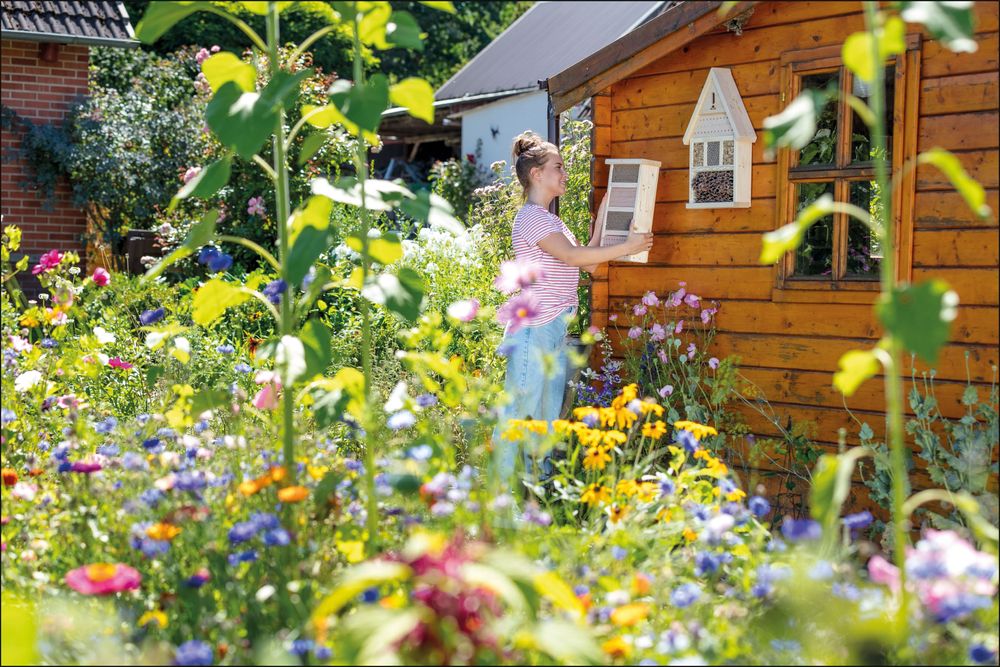 Wildbienen ein Zuhause bieten
