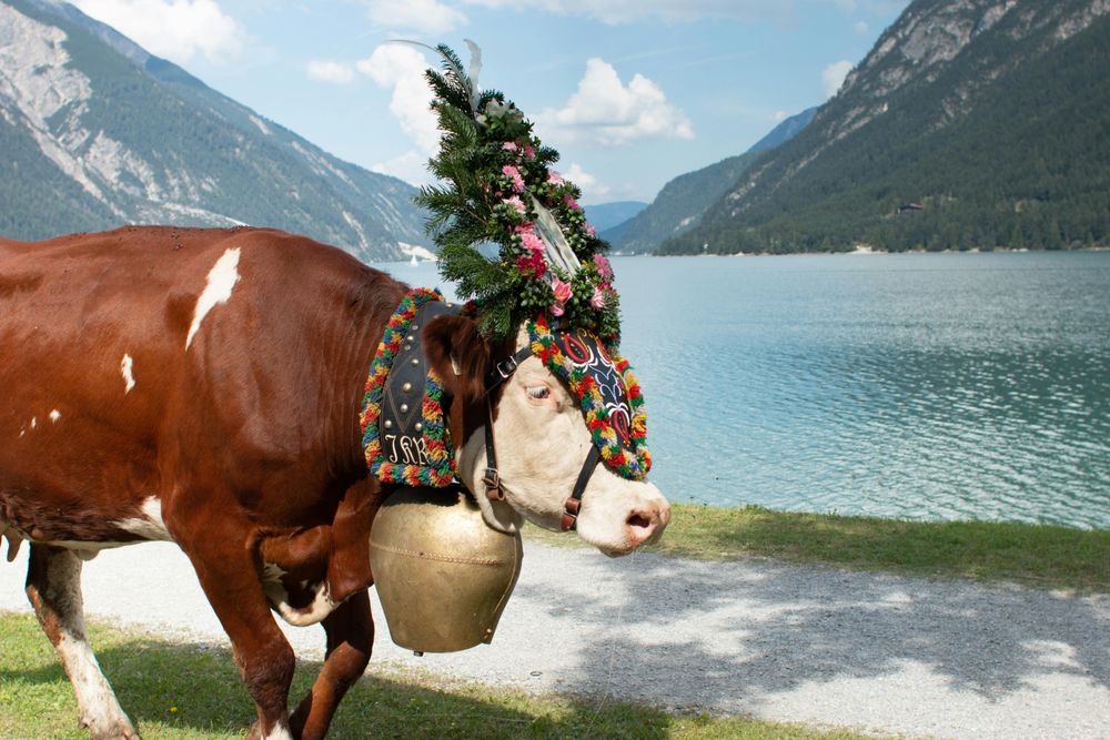 Glocken und Blumen: Festliche Kühe auf dem Almabtrieb in Oberbayern
