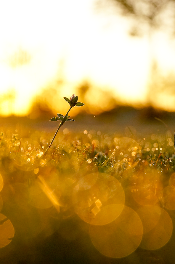 Natur im Fokus 2019 – Bild 1 von 2
