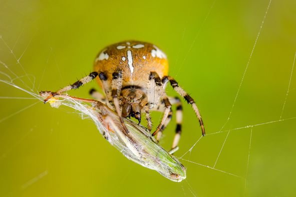 Natur im Fokus 2019 – Bild 2 von 2