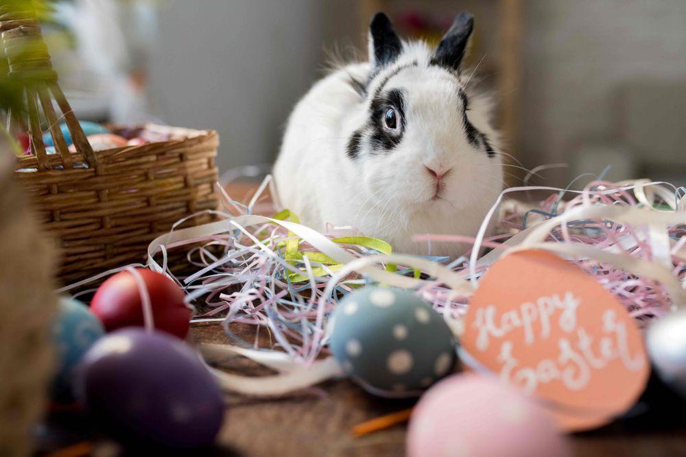 Hanni Hase ist zurück – Das Osterpostamt in Ostereistedt hat geöffnet