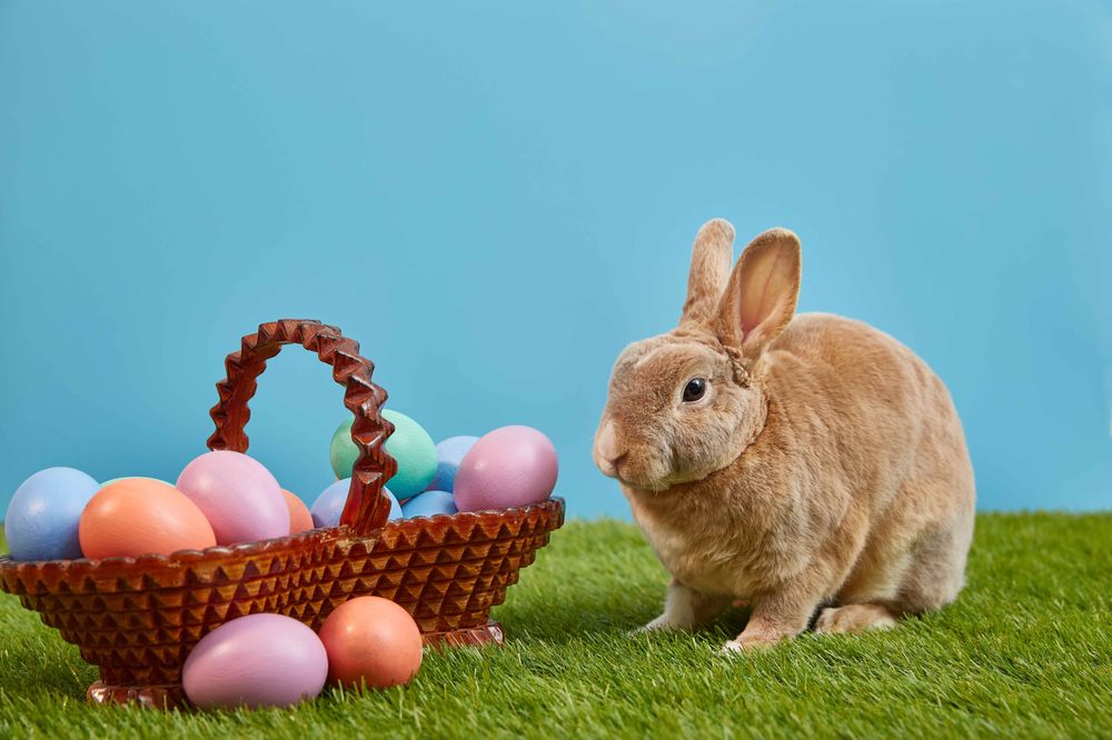 Warum bringt eigentlich der Hase die Eier? – Die Geschichte hinter dem Osterhasen