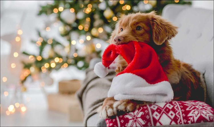 Weihnachten mit Haustieren