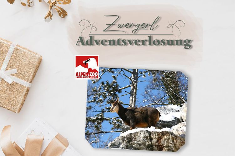 Zwergerl Adventsverlosung Alpenzoo Innsbruck