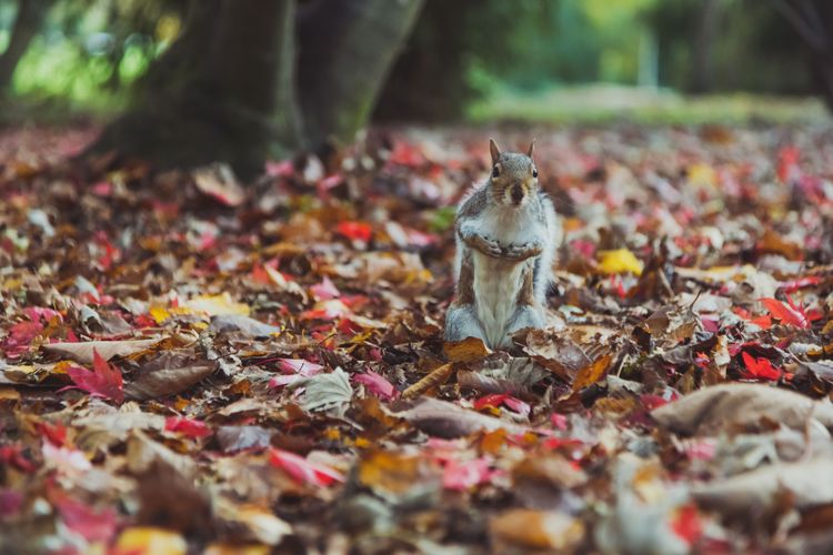 NAJU-Kinderwettbewerb “Erlebter Frühling”: Naturforscher gesucht